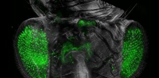 Tech: Transparent fruit flies — (Report)