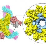 Study: Scientists unveil promising new HIV vaccine strategy — (Details)