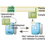 Study: Gip1 structure places G proteins in lockdown — (Details)