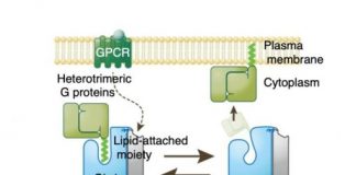 Study: Gip1 structure places G proteins in lockdown — (Details)