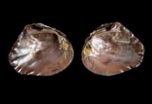 Research: How ancient Mayan shell decor led to a new look at freshwater mussels south of the border —