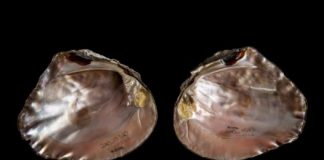 Research: How ancient Mayan shell decor led to a new look at freshwater mussels south of the border —