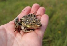 Research: Scientists lists characteristics that set Atlantic Coast leopard frog apart —