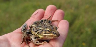Research: Scientists lists characteristics that set Atlantic Coast leopard frog apart —