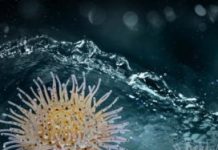 Tech: A water treatment breakthrough, inspired by a sea creature — (Report)