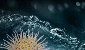 Tech: A water treatment breakthrough, inspired by a sea creature — (Report)