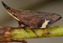 Research: Effort clarifies major branch of insect tree of life —