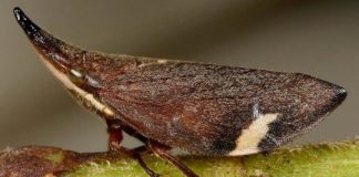 Research: Effort clarifies major branch of insect tree of life —