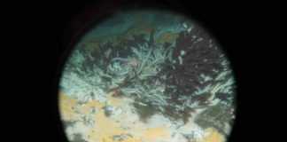 Research: Newly discovered deep-sea microbes gobble greenhouse gases and perhaps oil spills, too —