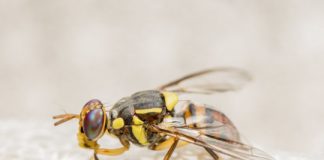 Research: Scientists decode mechanism of remembering — and forgetting — in fruit flies —