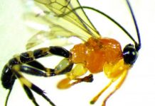 Research: Newly discovered wasp turns social spiders into zombies —
