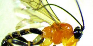 Research: Newly discovered wasp turns social spiders into zombies —