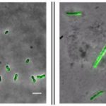 Study: How antibiotics help spread resistance — (Details)