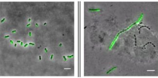 Study: How antibiotics help spread resistance — (Details)