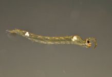 Research: How water fleas detect predators —