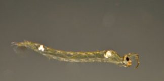 Research: How water fleas detect predators —