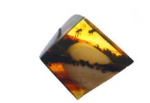 Research: Blood-sucking flies have been spreading malaria for 100 million years —