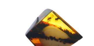 Research: Blood-sucking flies have been spreading malaria for 100 million years —