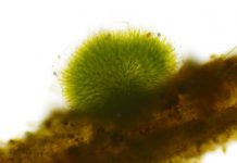 Research: Oxygen could have been available to life as early as 3.5 billion years ago —