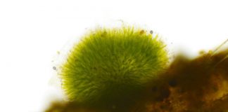 Research: Oxygen could have been available to life as early as 3.5 billion years ago —