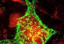 Research: Promising results provide hope for humans suffering from chronic paralysis —