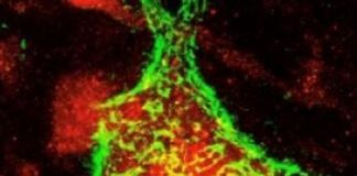 Research: Promising results provide hope for humans suffering from chronic paralysis —