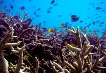 Research: Threatened tropical coral reefs form complex, ancient associations with bacteria —