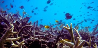 Research: Threatened tropical coral reefs form complex, ancient associations with bacteria —