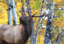 Research: Computers successfully trained to identify animals in photos —