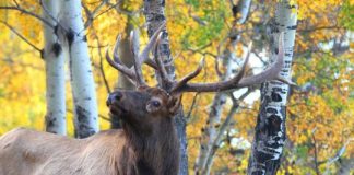 Research: Computers successfully trained to identify animals in photos —