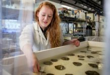 Research: Climate change poses significant threat to nutritional benefits of oysters —