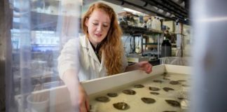 Research: Climate change poses significant threat to nutritional benefits of oysters —