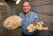 Research: North American checklist identifies the fungus among us —