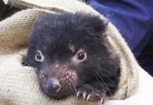 Research: Genetic mutation drives tumor regression in Tasmanian Devils —