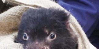 Research: Genetic mutation drives tumor regression in Tasmanian Devils —