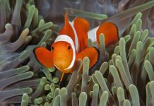 Research: Predators drive Nemo’s relationship with an unlikely friend —