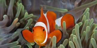 Research: Predators drive Nemo’s relationship with an unlikely friend —