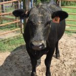 Study: Growing pile of human and animal waste harbors threats, opportunities — (Details)