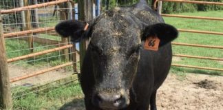 Study: Growing pile of human and animal waste harbors threats, opportunities — (Details)