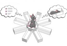 Research: Scientists can predict where a rat will go next based on how its hippocampal neurons fire —