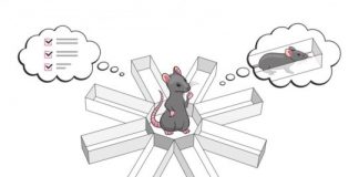 Research: Scientists can predict where a rat will go next based on how its hippocampal neurons fire —