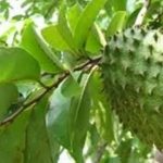 Study: Extract from soursop leaves can prevent the symptoms of fibromyalgia, study suggests — (Details)