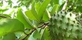 Study: Extract from soursop leaves can prevent the symptoms of fibromyalgia, study suggests — (Details)