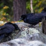 Study: Great apes and ravens plan without thinking — (Details)