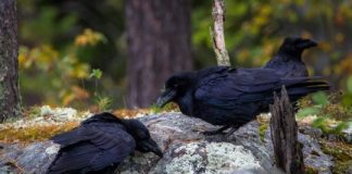 Study: Great apes and ravens plan without thinking — (Details)