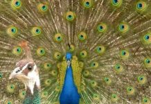 Research: Peafowl crest feathers resonate with frequencies used for tail-rattling behavior —