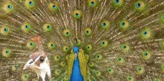 Research: Peafowl crest feathers resonate with frequencies used for tail-rattling behavior —