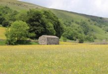 Research: Why do some plants live fast and die young? —