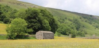 Research: Why do some plants live fast and die young? —