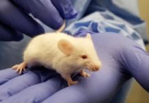 Research: Vaccine signatures in humanized mice point to better understanding of infectious diseases —